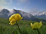 19 Primi Trollius europaeus (Botton d'oro) con vista in Cime Grem-Foppazzi ma per poco...